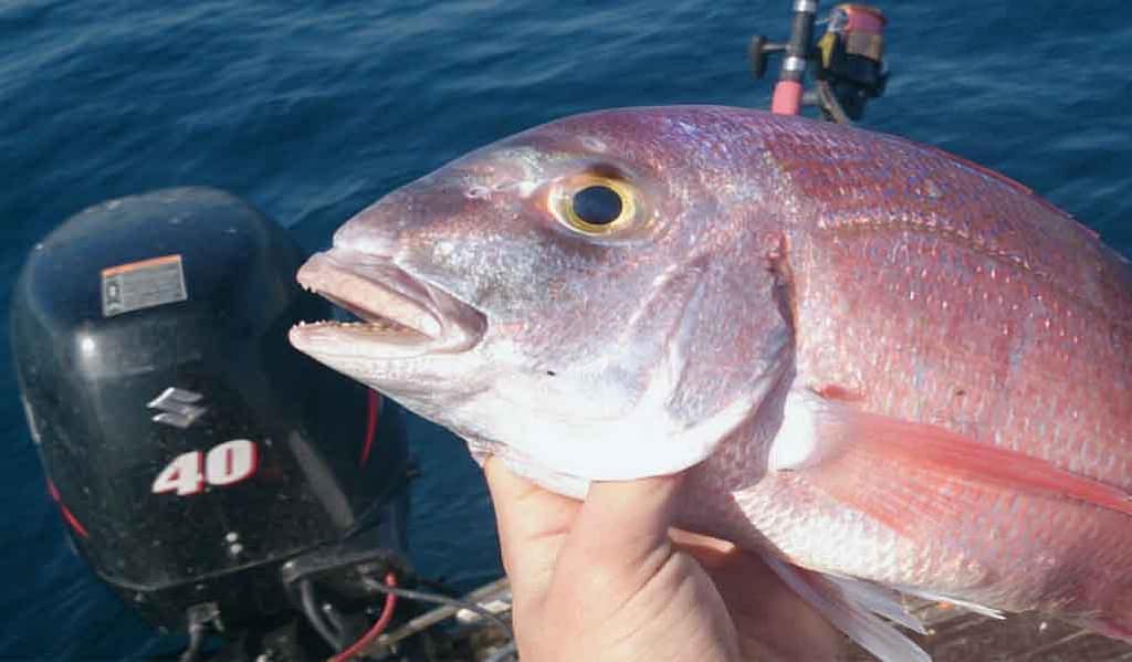 pesca-de-pargo-desde-embarcación