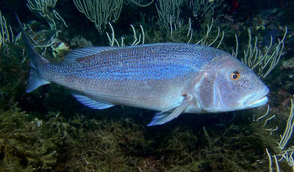 pesca--desde-embarcacióndel-dentón