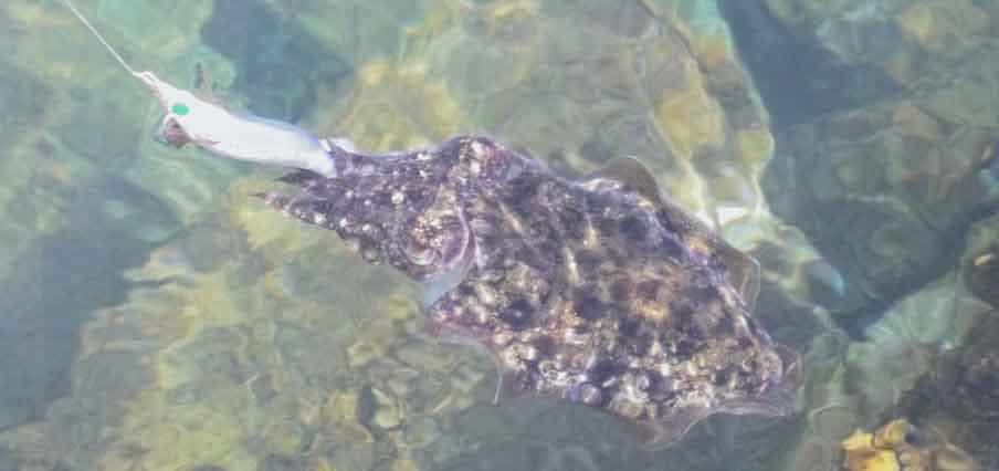 pescando-sepia-al-eging