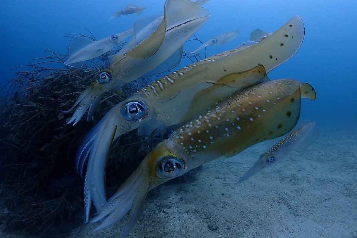 profundidad-para-eging-calamares