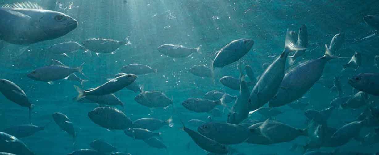 adultos-grandes-de-obladas-patrullando-su-territorio