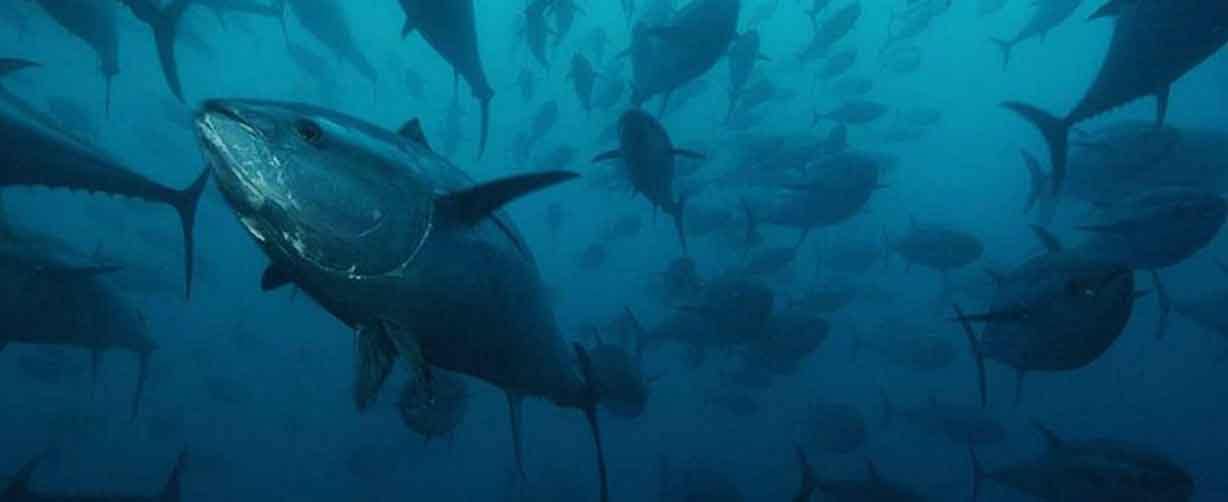 banco-de-pelagicos-como-atunes-navegando-en-mar-abierto