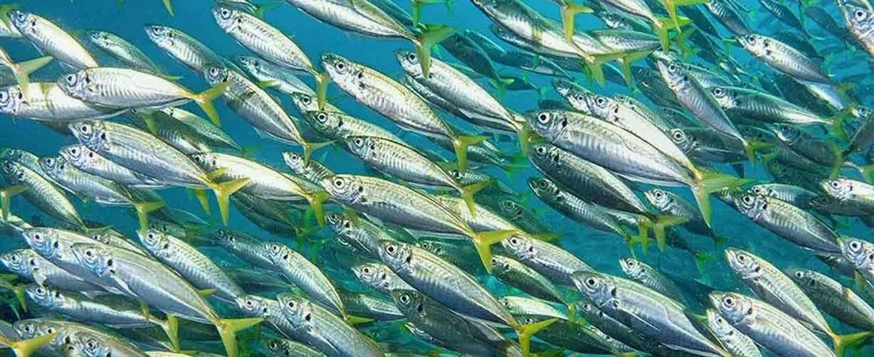 banco-de-pelagicos-como-los-jureles