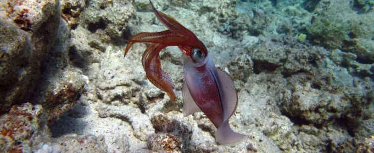 calamar-acechando-en-roca-con-agua-muy-clara