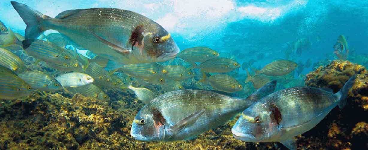 espáridos-como-doradas-salemas-y-sargos-patrullando-roquedos-naturales