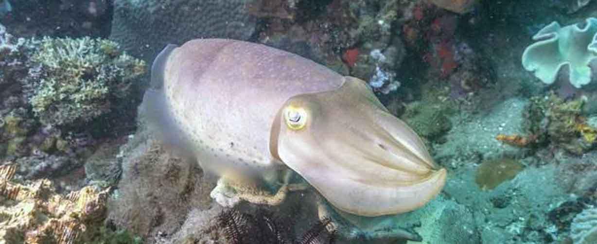 jibia-nadando-en-zona-mixta-roca-arena