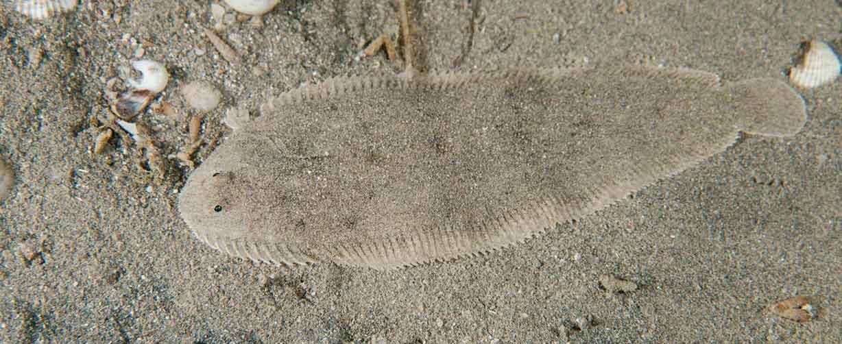 peces-de-arena-como-el-lenguado-camufaldose