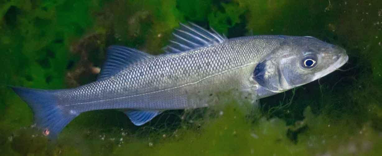 robalo-acechando-en-las-algas