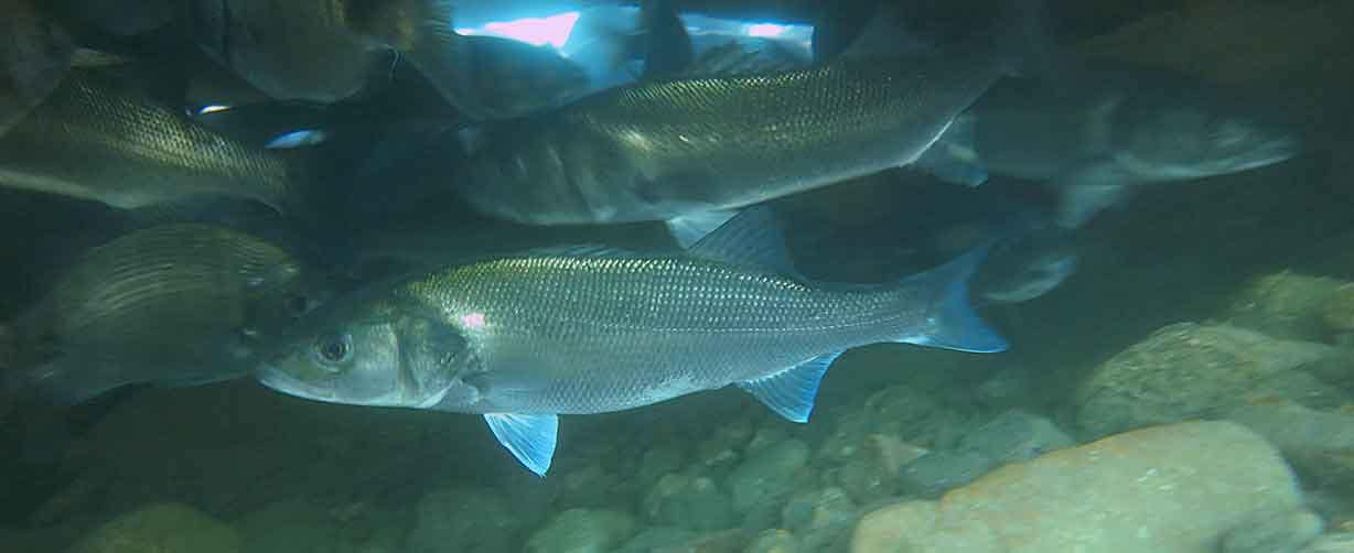 banco-de-robalos-refugiandose-en-las-rocas