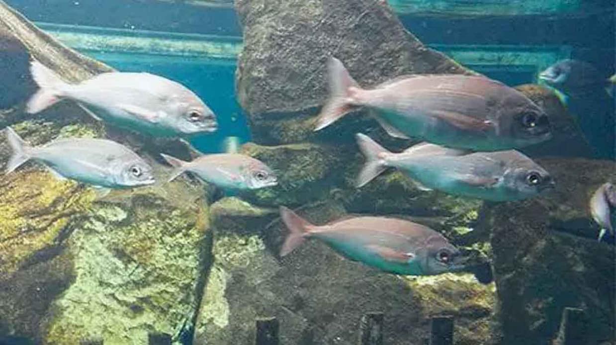 banco de besugos en fondo rocoso profundo