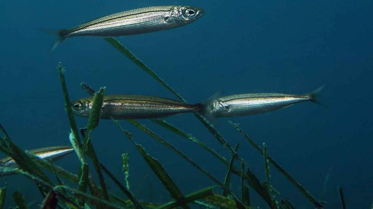 banco de bogas (Boops boops) nadando entre praderas de posidonia
