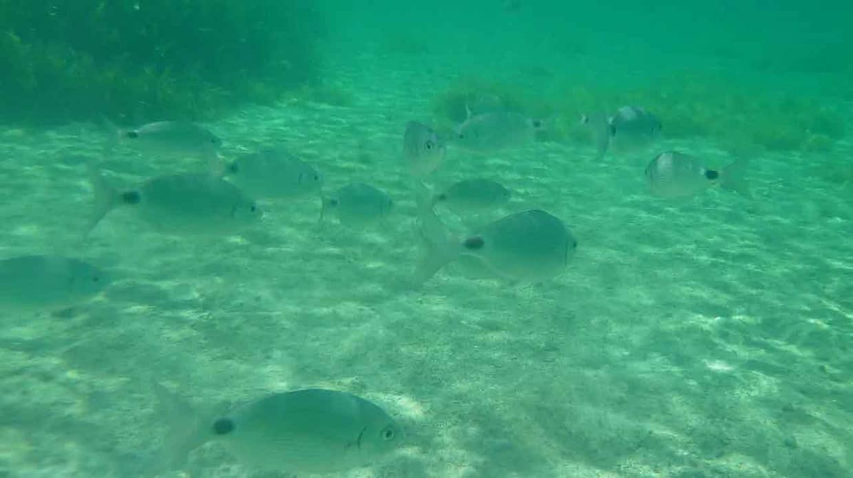 Banco de obladas alimentándose en zona costera