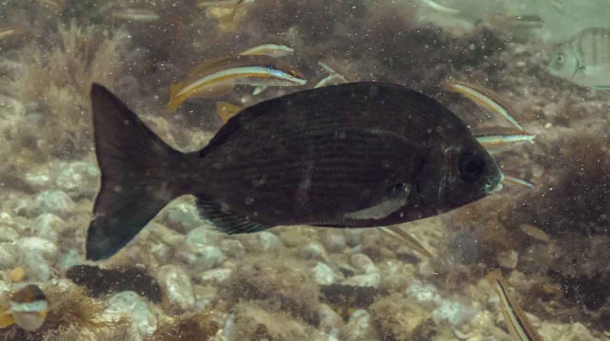 chopa-adulta-nadando-en-fondo-mixto