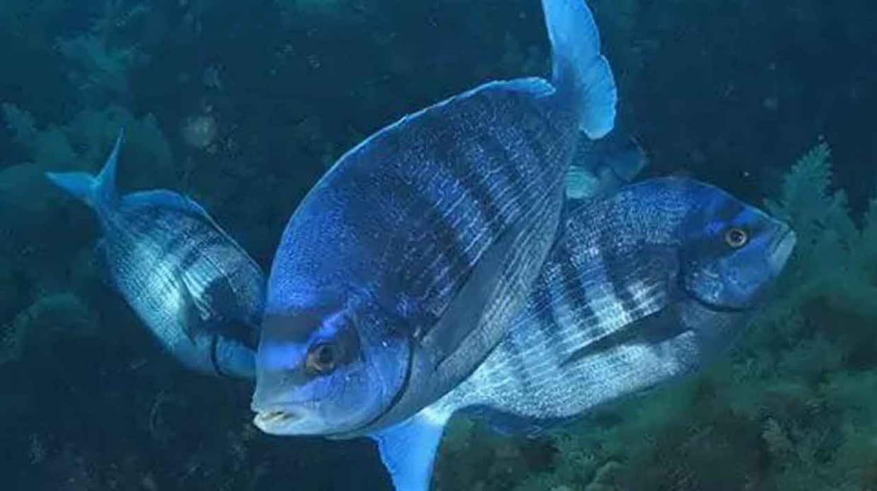 chopa-buscando-alimento-en-fondo-rocoso