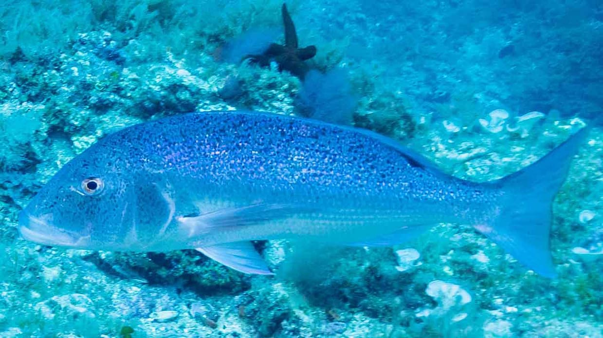 dentón buscando alimento en fondo de roca