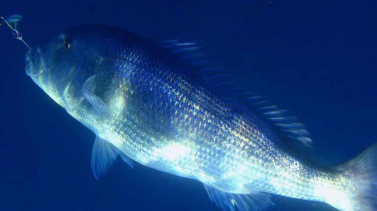 dentón capturado a spinning con señuelo artificial