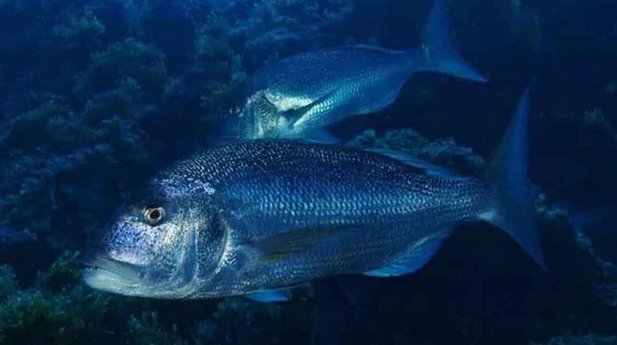 pareja de dentones patrullando estructura rocosa