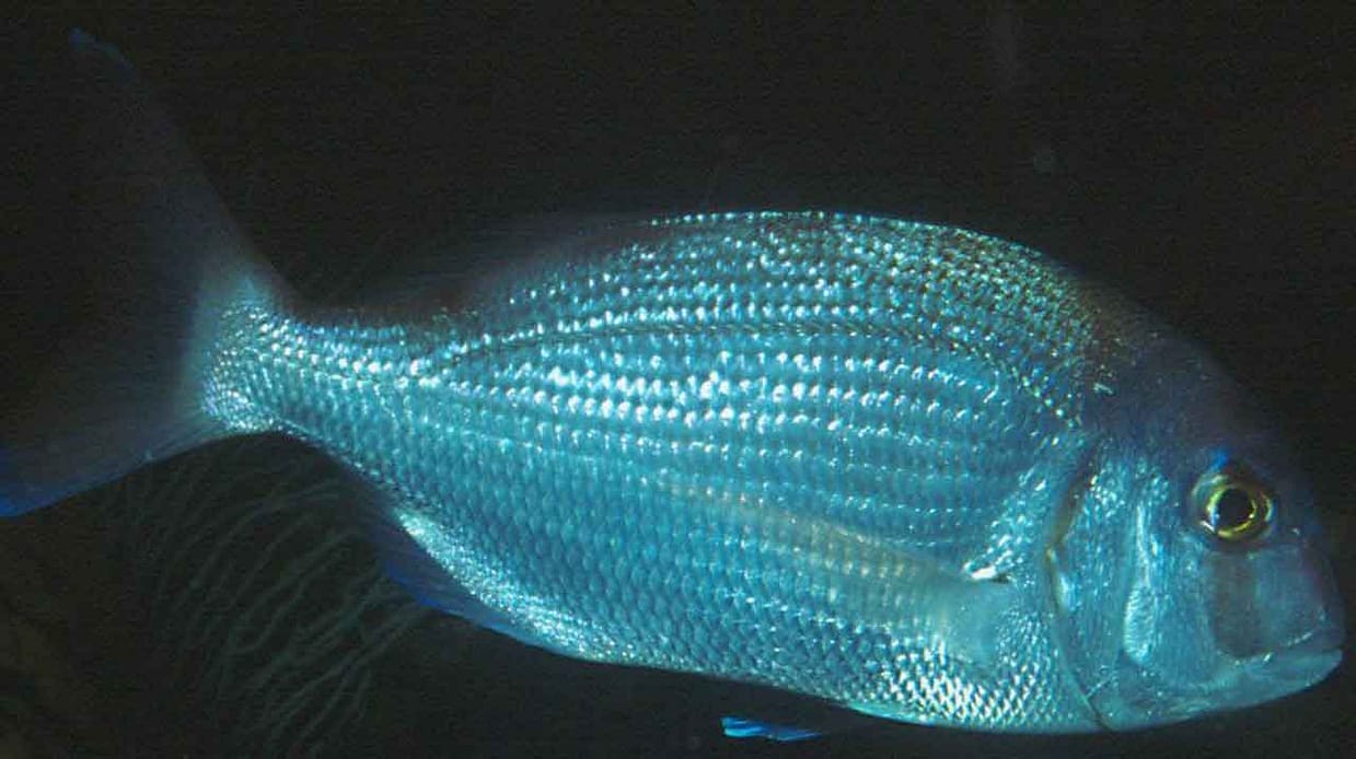 pargo mediterráneo cazando de noche en fondo rocoso profundo