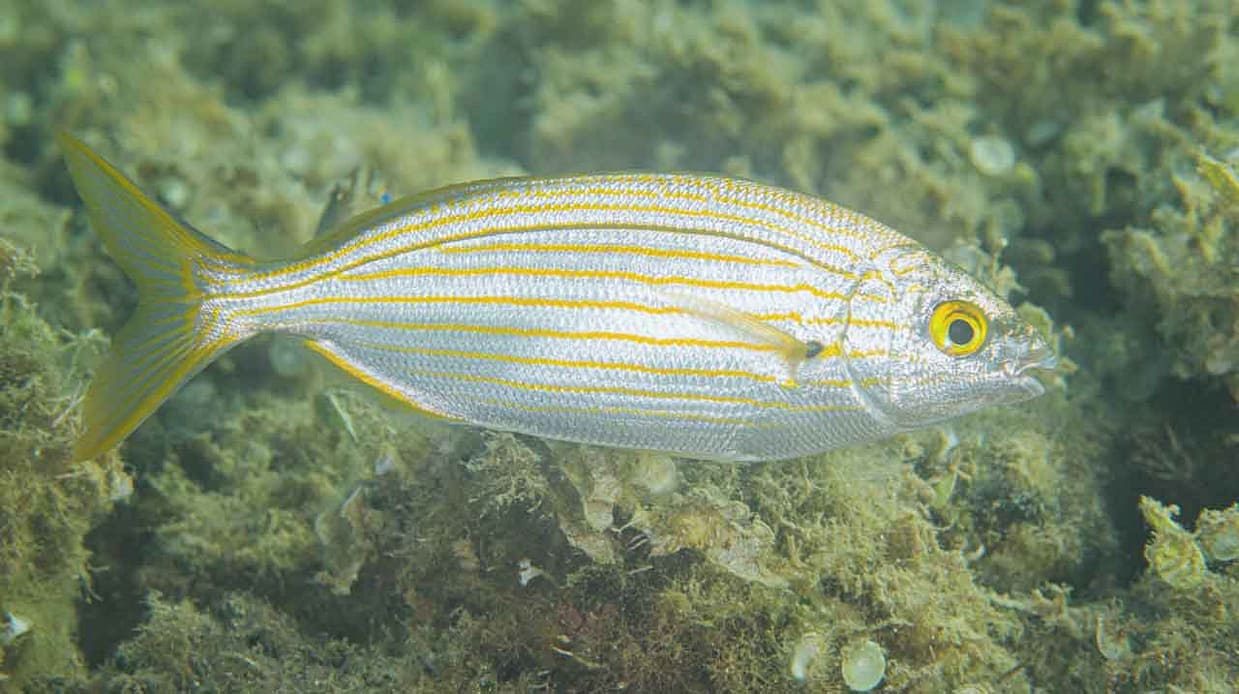 salema-nadando-cerca-de-la-costa