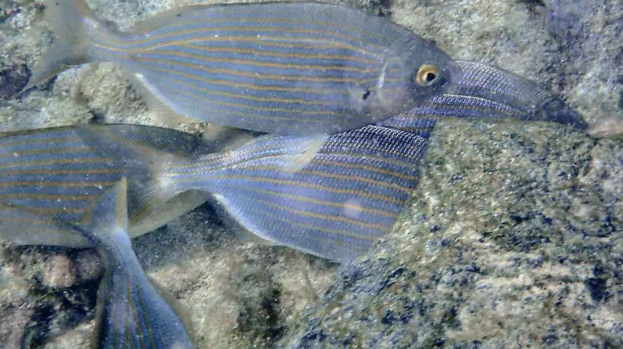 salemas-comiendo-en-zona-de-roca