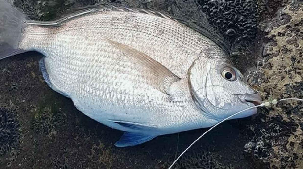 Sargo capturado con montaje simple