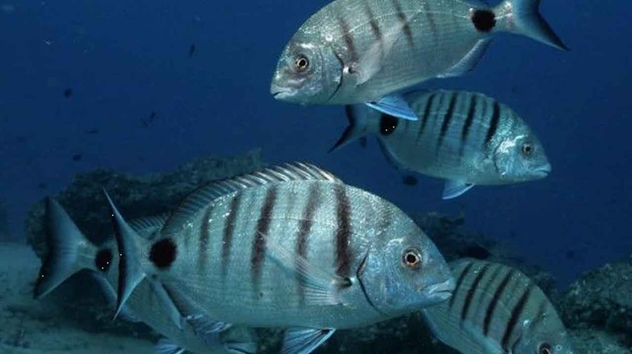 Sargos rondando la piedra cerca de la estructura