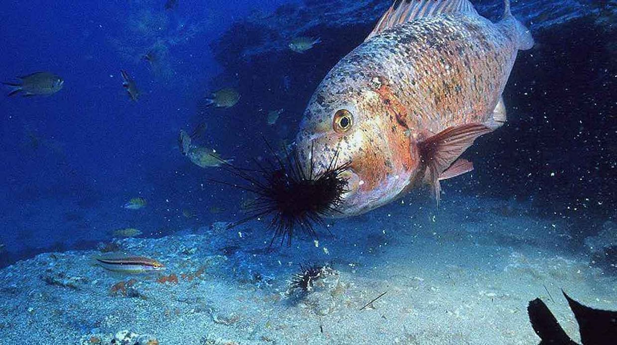 urta alimentándose de un erizo en el fondo