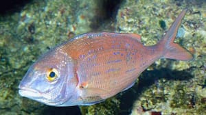 breca-en-fondo-rocoso