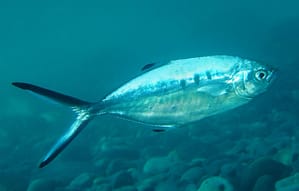 palometa blanca
