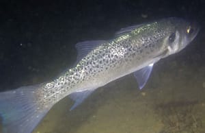 Baila (Dicentrarchus punctatus)