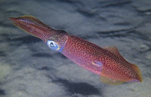 Calamar-(Loligo-vulgaris)