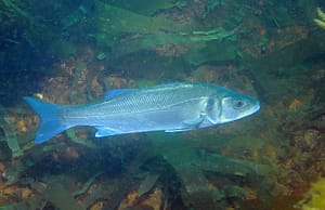 lubina (Dicentrarchus-labrax)