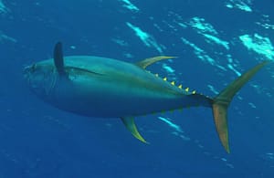 atun-de-aleta-amarilla