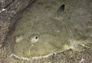 normativa-de-pesca-recreativa-del-lenguado-en-España