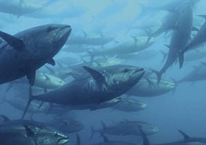 Atún-rojo-(Thunnus-thynnus)