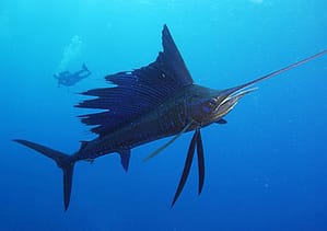 Pez-vela-stiophorus-platypterus