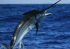normativa-del-marlin