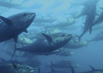 Atún-rojo-Thunnus-thynnus