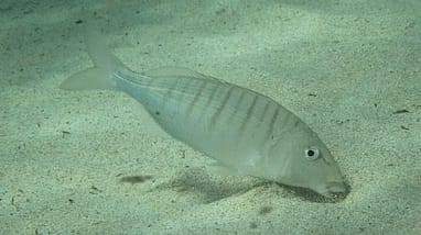 herrera buscando alimento en fondo de arena limpia