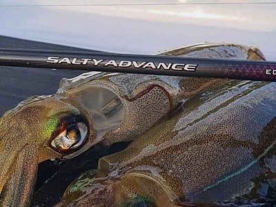 sepia-pescada-con-caña-de-eging