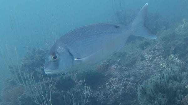 pargo adulto patrullando bajo rocoso mediterráneo