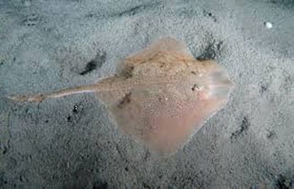 raya-común-semienterreda-para-emboscar