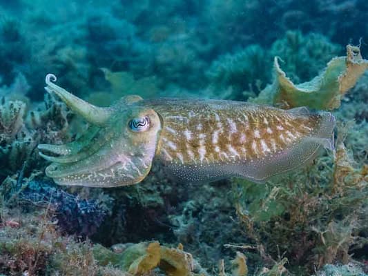 pesca-de-sepia-al-eging-en-fondo-de-roca