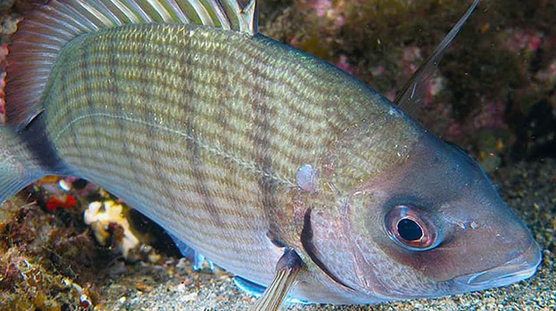 sargo-en-fondo-rocoso