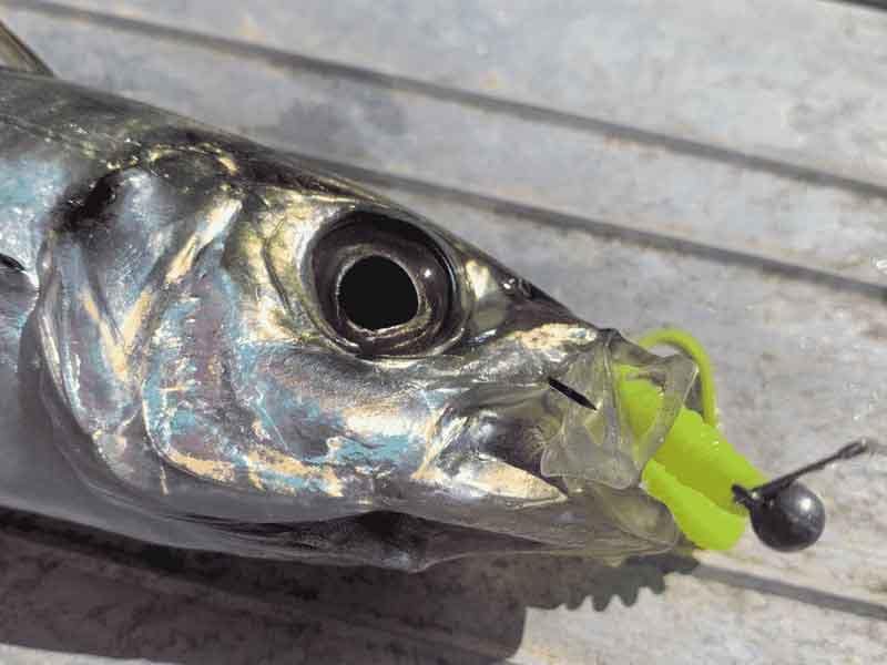 jurel-a-rockfishing-vertical