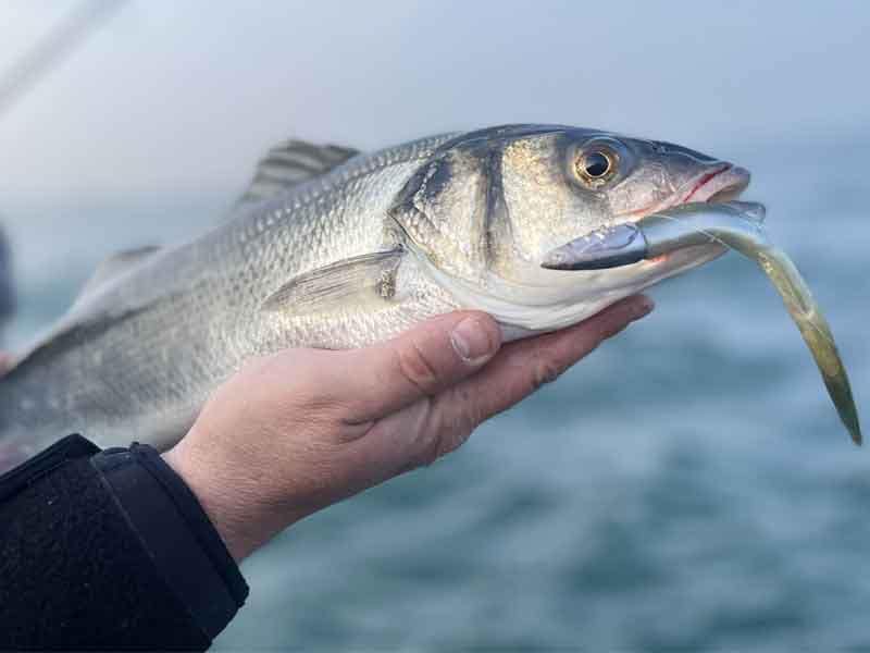 lubina-rockfising-en-puerto