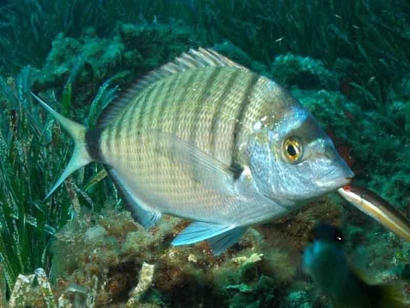 sargo-común-a-rockfishing