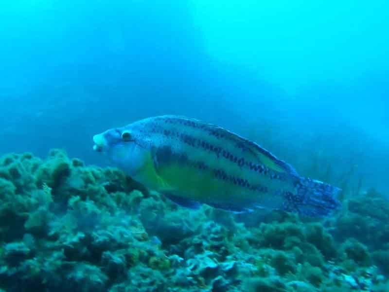 tordo-a-rorcfishing-en-poca-profundidad