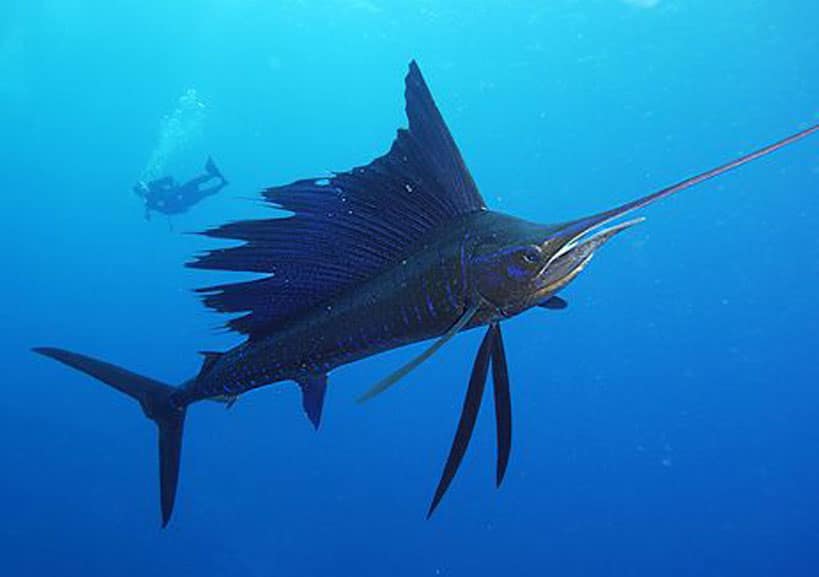 Pez-vela-stiophorus-platypterus