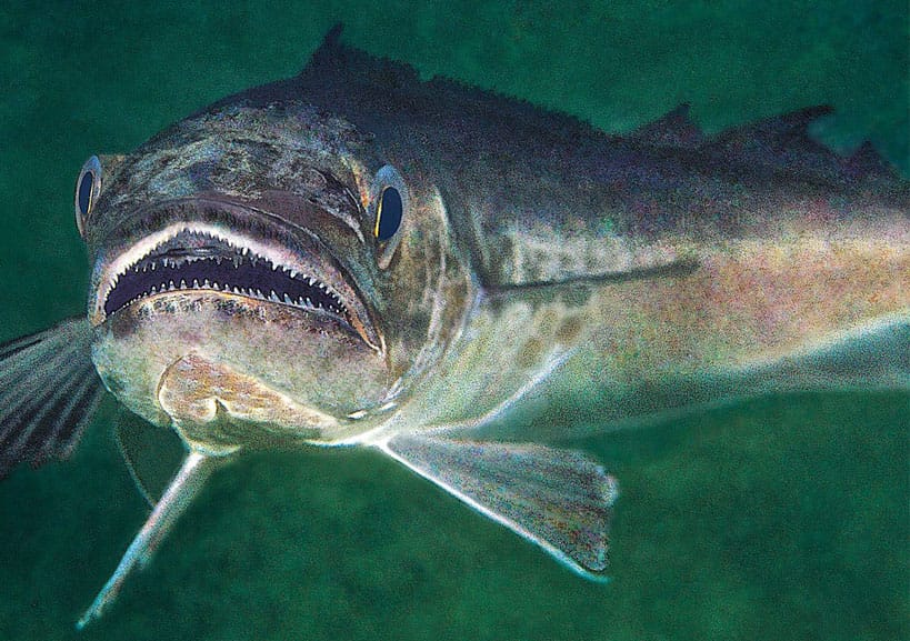 normativa-de-la-merluza